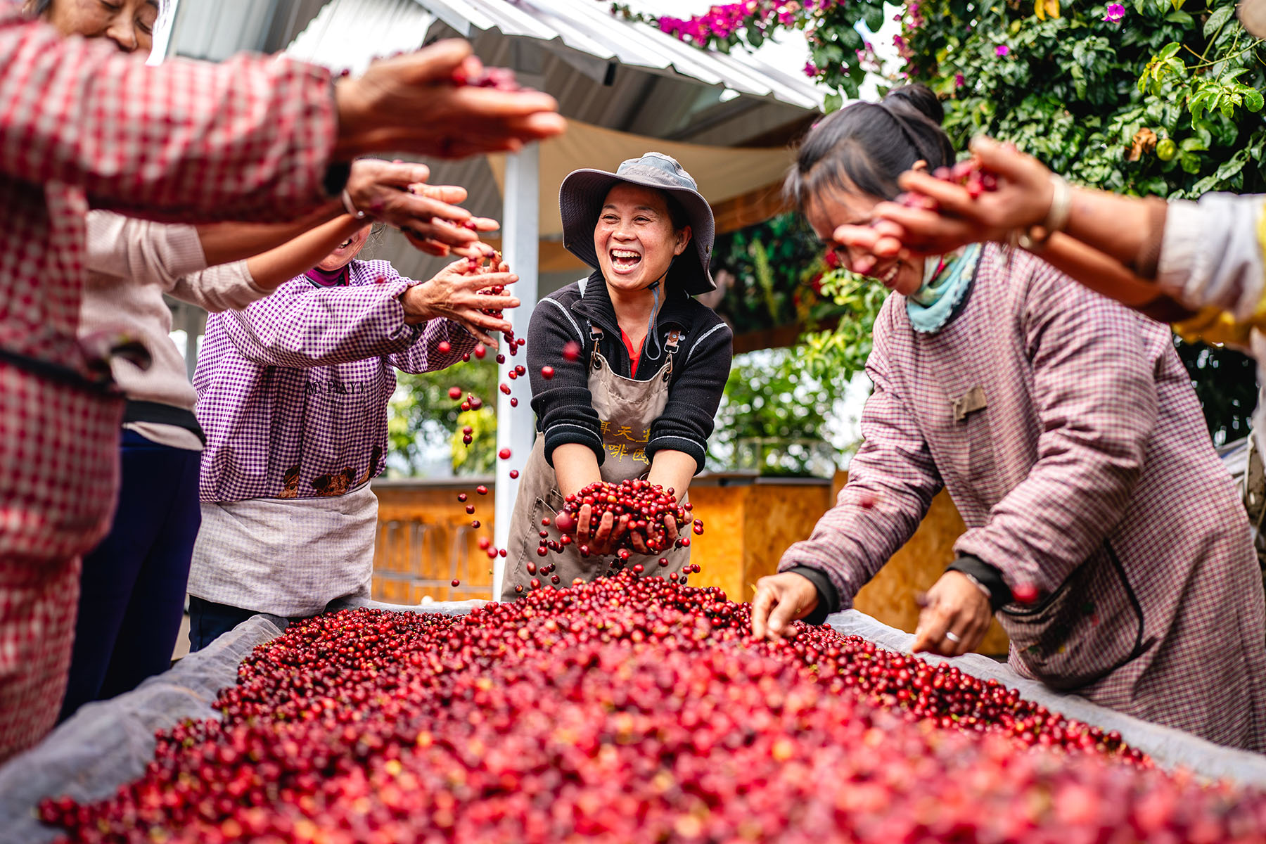 Workers celebrate the quality of this year's coffee bean harvest at an estate in Pu'er, Yunnan province, on Jan 8, 2025. (Photo/Xinhua)